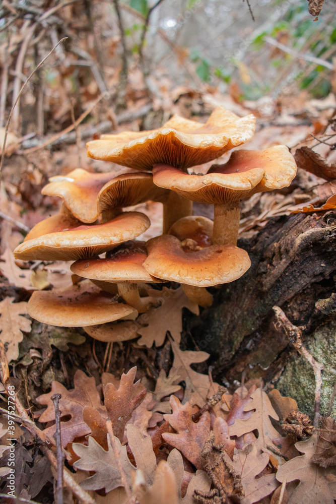 Orange mushrooms close up with leaves autumn background. Orange mushrooms close up with leaves autumn background.