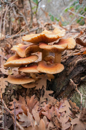 Orange mushrooms close up with leaves autumn background.