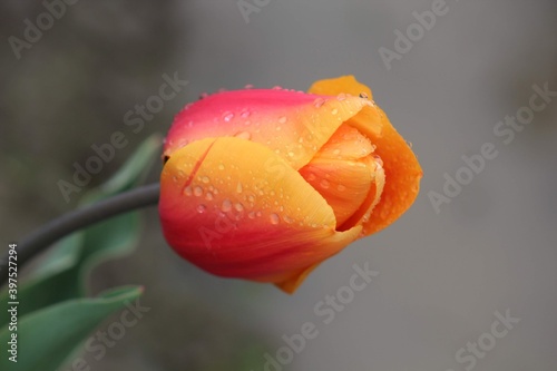 Orange Tulip in the Rain