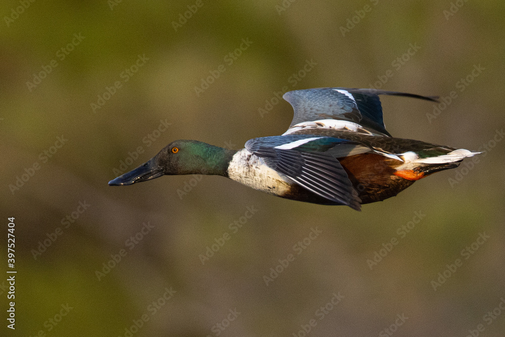 Obraz premium Northern Shoveler flying in beautiful light, seen in the wild in North California