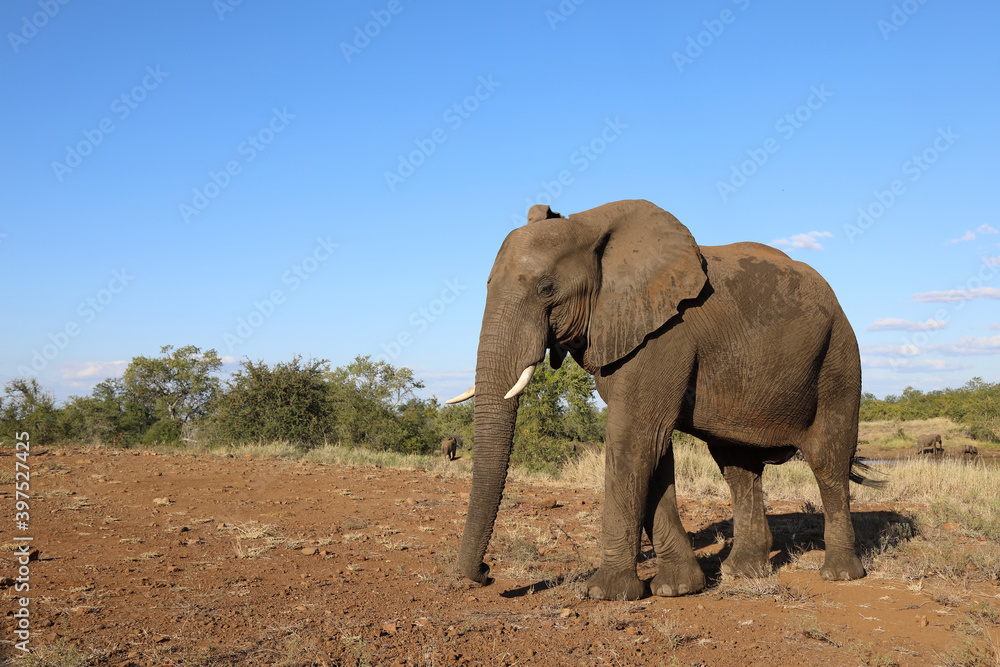 Afrikanischer Elefant / African elephant / Loxodonta africana