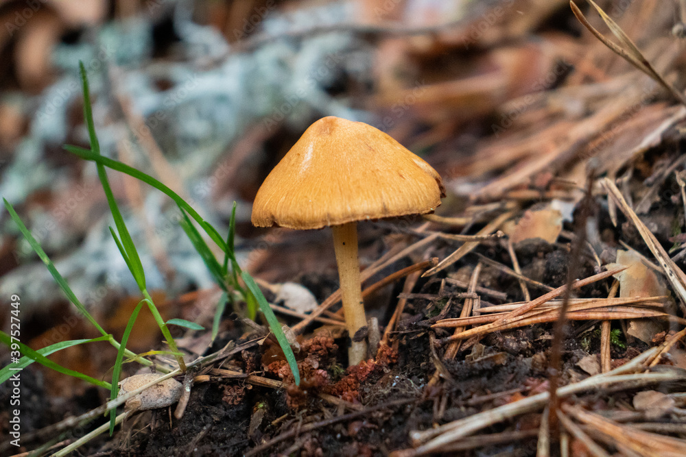Mushroom close up with leaves and grass autumn background. Mushroom close up with leaves and grass autumn background.