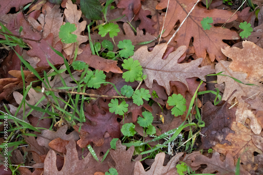 Clovers and leaves autumn background. Clovers and leaves autumn background.