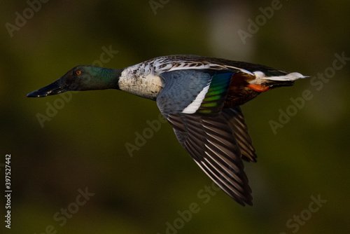 Northern Shoveler flying in beautiful light, seen in the wild in North California