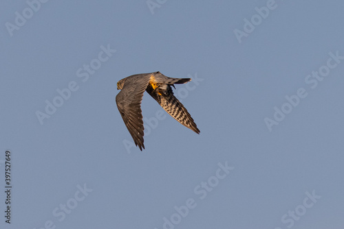 Extremely close view of a peregrine falcon  flying with a small bird in its talons