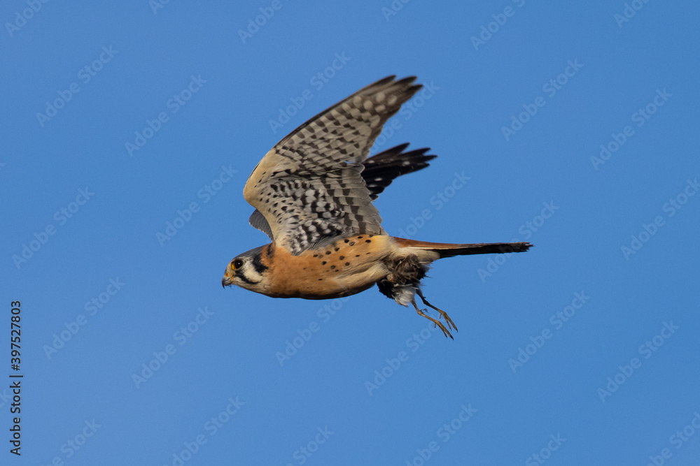Fototapeta premium Extremely close view of a male kestrel flying with a small bird in his talons