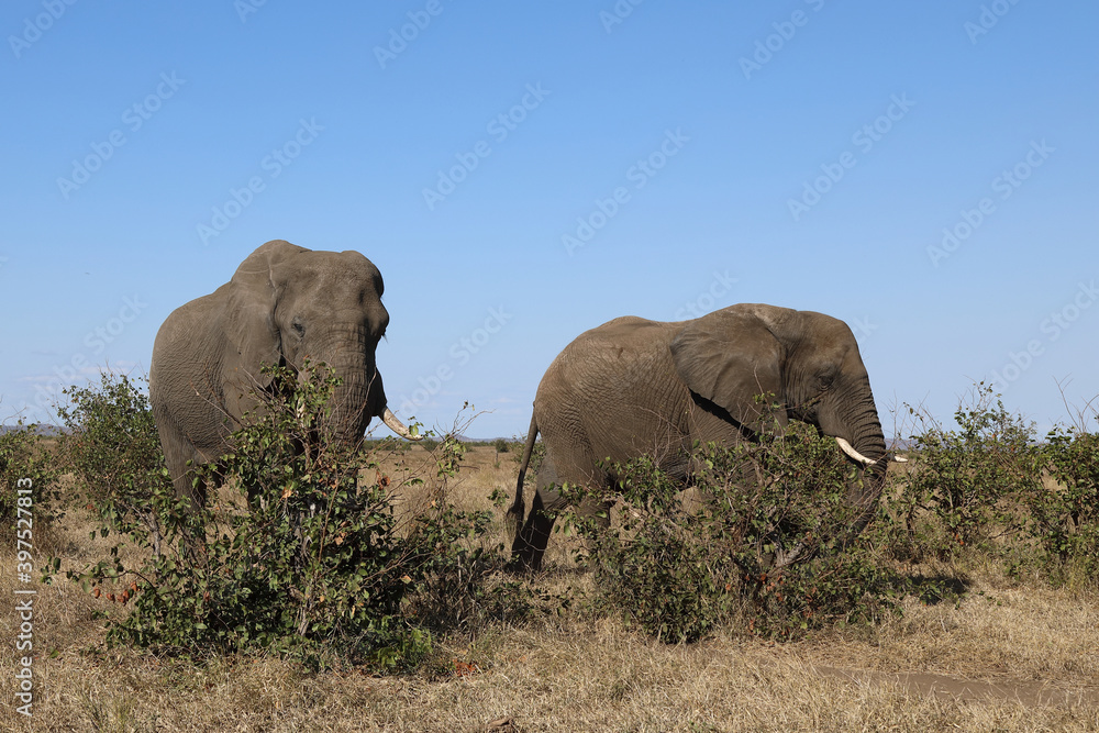 Fototapeta premium Afrikanischer Elefant / African elephant / Loxodonta africana