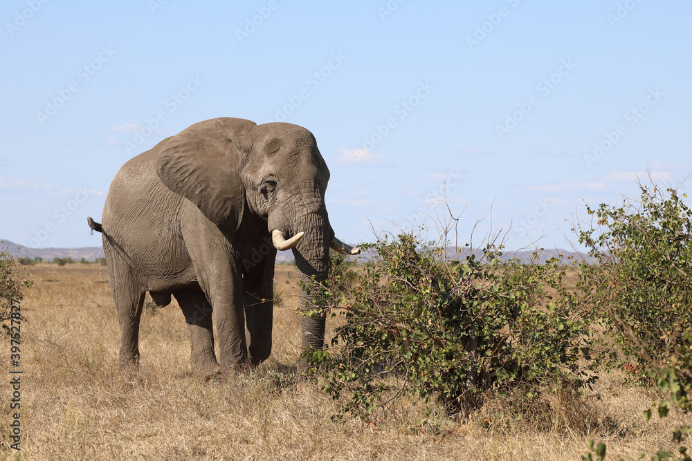 Afrikanischer Elefant / African elephant / Loxodonta africana