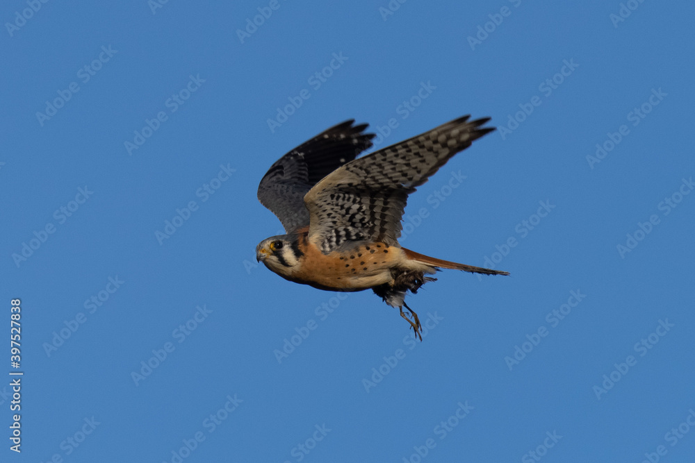 Fototapeta premium Extremely close view of a male kestrel flying with a small bird in his talons