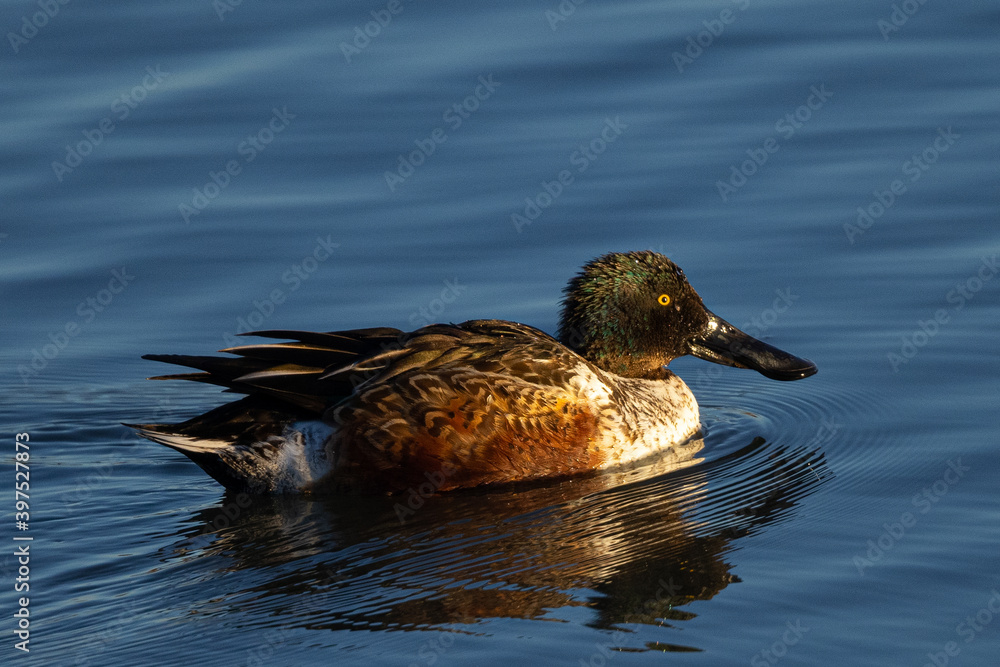 Northern Shoveler in beautiful light, seen in the wild in North California Northern Shoveler in beautiful light, seen in the wild in North California