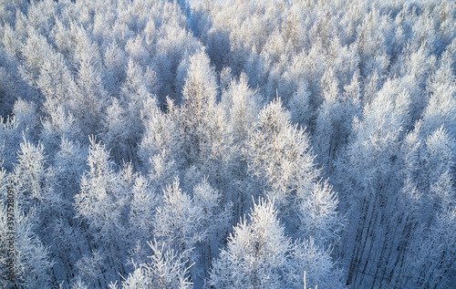 Aerial photo of nbirch forest in winter season. Drone shot of trees covered with hoarfrost and snow. photo