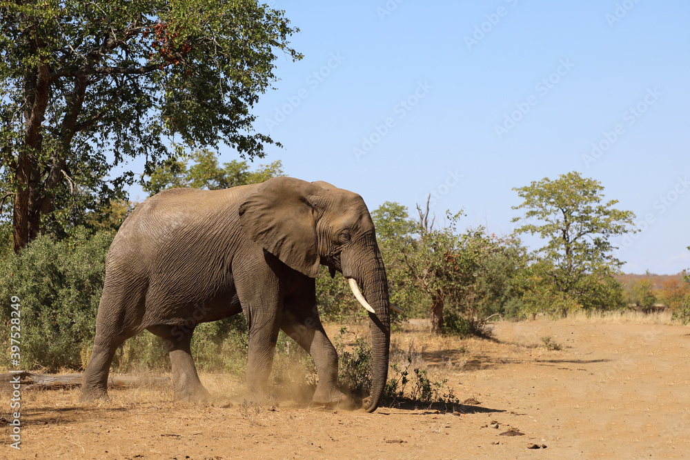 Fototapeta premium Afrikanischer Elefant / African elephant / Loxodonta africana