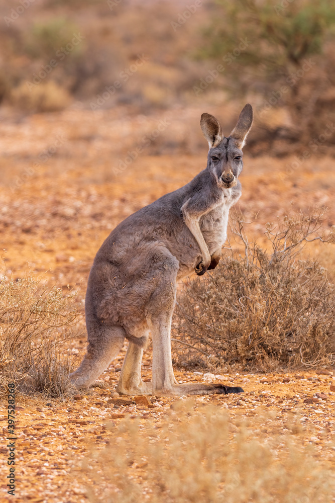 Male Red Kangaroo (Macropus rufus) standing in the Australian outback and looking at the camera. Male Red Kangaroo (Macropus rufus) standing in the Australian outback and looking at the camera.