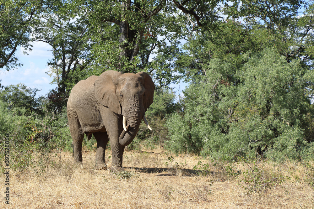 Afrikanischer Elefant / African elephant / Loxodonta africana