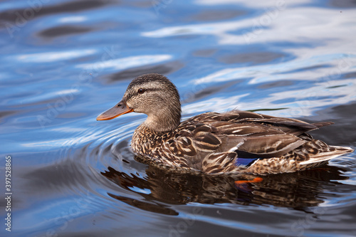 Mallard duck swimming in a lake