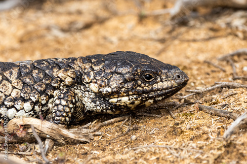 The Shingleback a slow-moving heavily built lizard with scales resembling those of pine cones, found in arid regions of Australia. Its scientific name is Tiliqua rugosa.