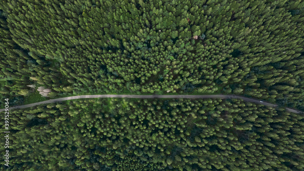 The road that passes through the middle of the forest at sunset in summer The road that passes through the middle of the forest at sunset in summer