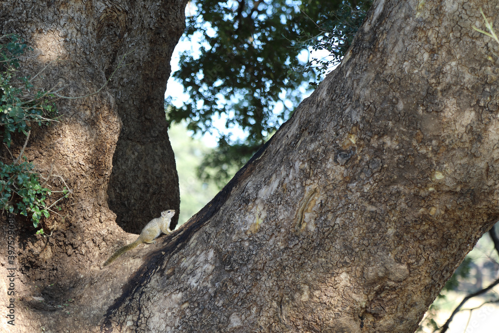 Ockerfußbuschhörnchen / Tree squirrel / Paraxerus Cepapi