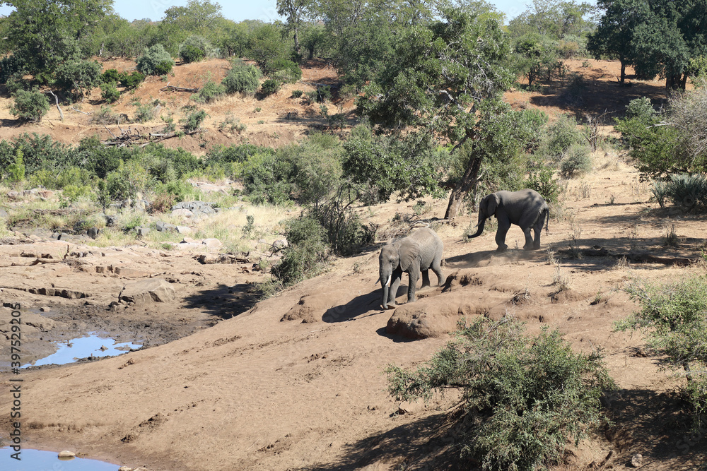 Afrikanischer Elefant am Mavatsani Wasserloch / African elephant at Mavatsani Waterhole / Loxodonta africana Afrikanischer Elefant am Mavatsani Wasserloch / African elephant at Mavatsani Waterhole / Loxodonta africana