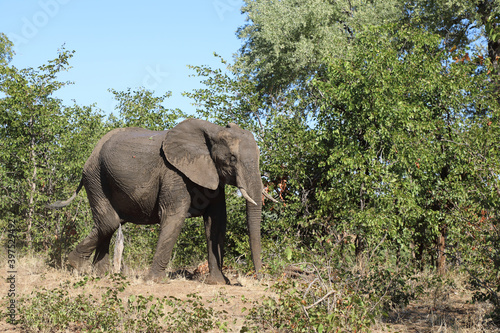 Afrikanischer Elefant   African elephant   Loxodonta africana