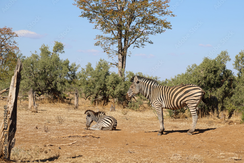 Obraz premium Steppenzebra / Burchell's Zebra / Equus burchellii...