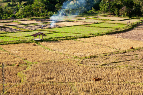 Small hut in the highhill cultivated rice fields photo