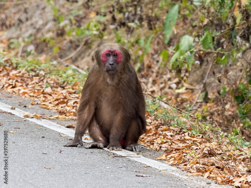 A lone adult Stump-tailed Macaque (Macaca arctoides) sitting on the ground with foliage in the background.