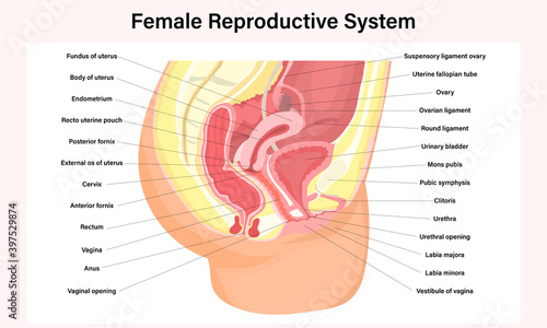Female reproductive system illustration