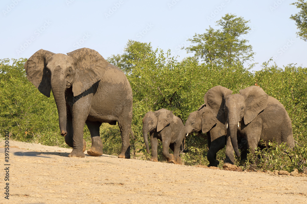 Fototapeta premium Afrikanischer Elefant / African elephant / Loxodonta africana.