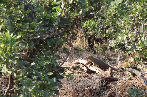 Schlankmanguste / Slender mongoose / Galerella sanguinea. © Ludwig