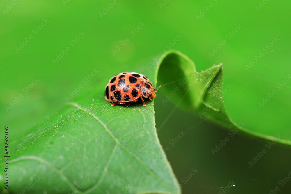 Ladybirds live on weeds in the North China Plain Ladybirds live on weeds in the North China Plain