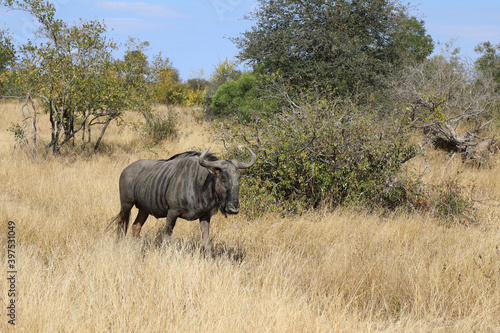 Streifengnu   Blue wildebeest   Connochaetes taurinus