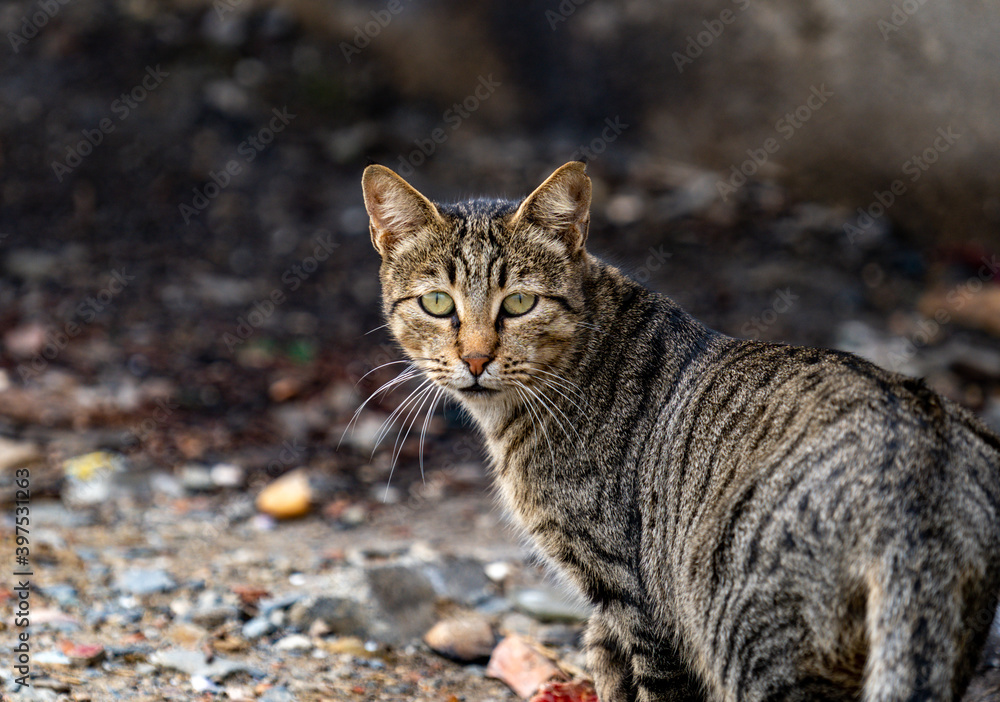 A poor cat at the coast waiting food from the fishermen