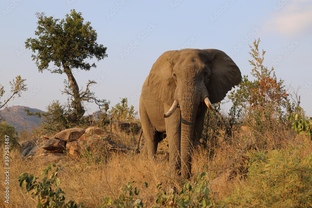 Obraz premium Afrikanischer Elefant / African elephant / Loxodonta africana