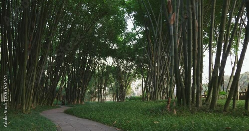 Beautiful nature background of bamboo woods in the Wangjiang park at Chengdu Sichuan China  photo