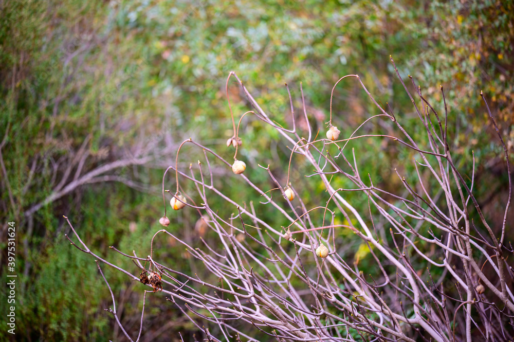 Winter plants with seed