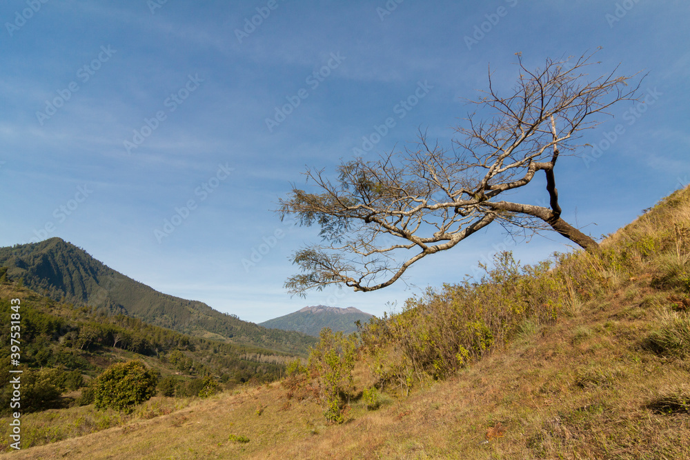 Savannah and mountain landscape with blue sky Savannah and mountain landscape with blue sky