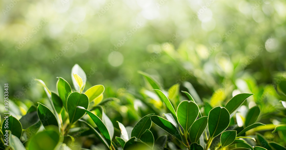 Fototapeta premium Closeup nature view of green leaf in the beams of sunlight. Natural green plants landscape, ecology, fresh wallpaper concept.