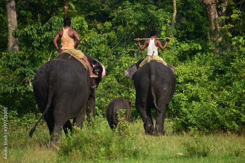 Photography herd of elephants