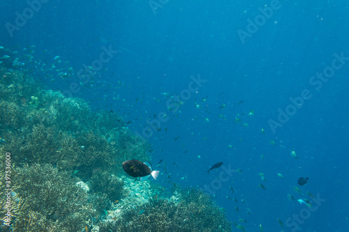Underwater Island of Menjangan