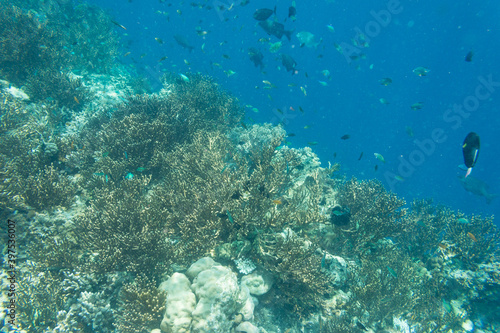 Underwater Island of Menjangan
