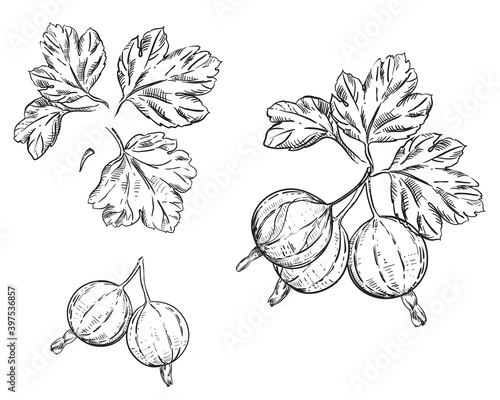 Hand drawn sketch black and white set of gooseberry branch, leaf and berry. vector illustration. Dewberry. Elements in graphic style label, card, sticker, menu, package, poster.