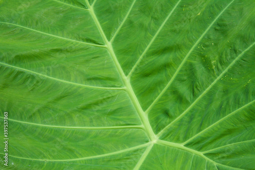 green leaf texture