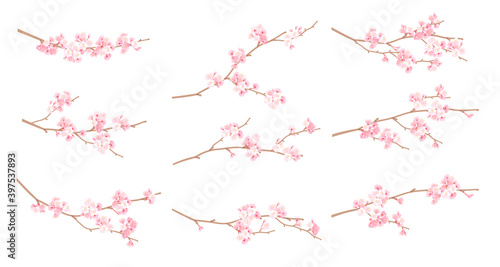 透明感のある色味の桜の枝のバリエーション ベクターイラスト