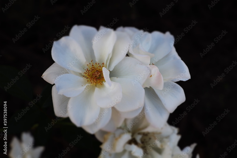 White Flower White Flower