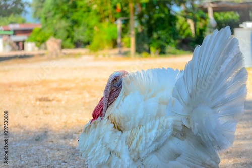 Portrait of a white sleepy turkey