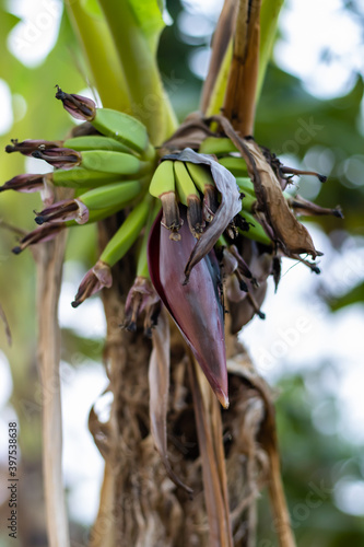 Malnourished growing green banana in a tree at the garden with banana flower