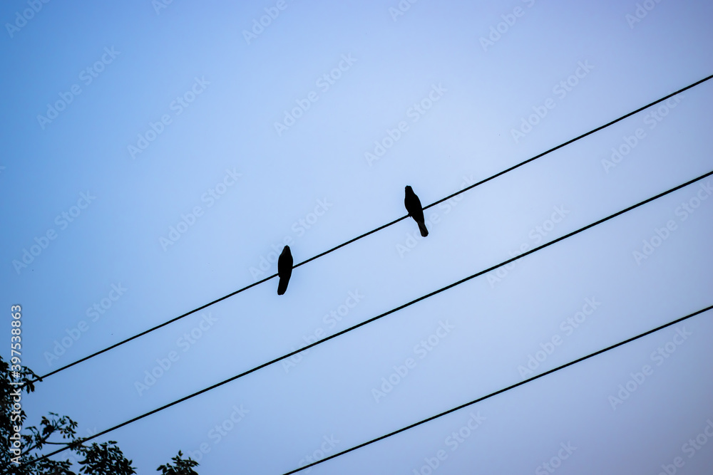 Two crows standing or sitting on an electricity wire in the evening Two crows standing or sitting on an electricity wire in the evening