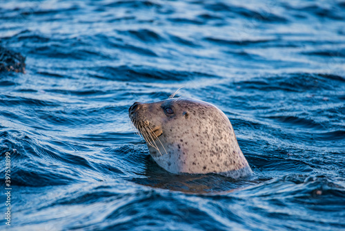 Seal series: cute larga in the sea close-up