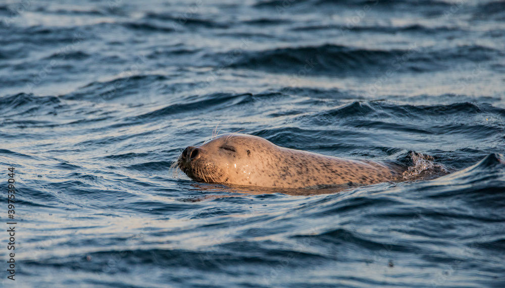 Obraz premium Seal series: seal is swimming in the water